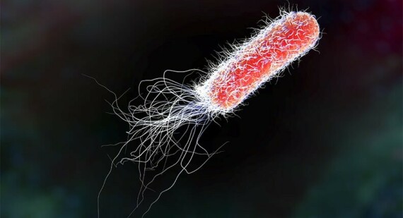 Hình ảnh vi khuẩn E.coli, một vi khuẩn gram âm rất hay gây bệnh ở người, nguồn ảnh sintmaartengov.org
