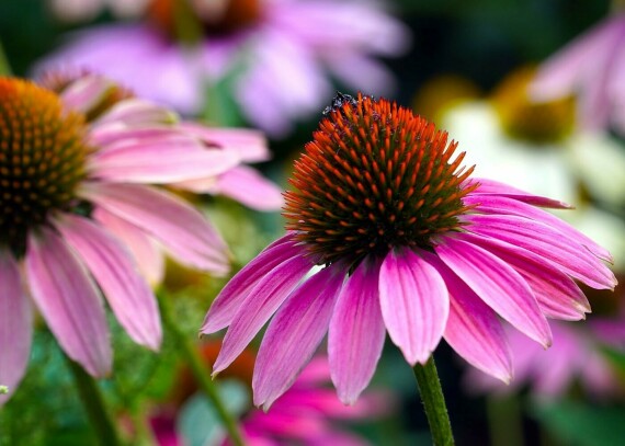 Echinacea là một loài cây họ cúc, chiết xuất của nó có thể ngăn ngừa cảm lạnh và giảm các triệu chứng trên mũi. Nguồn ảnh: Lesamesfleurs.com