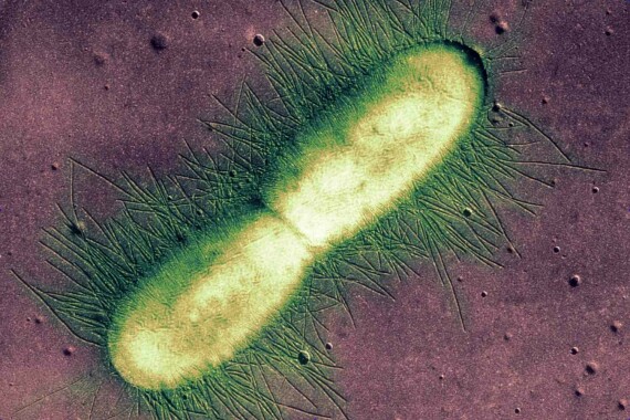 Vi khuẩn có thể sinh sản bằng cách tự phân đôi, nguồn ảnh thoughtco.com
