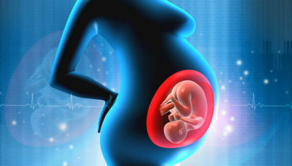 Thai nhi phát triển  trong bụng mẹ. Nguồn: iStock