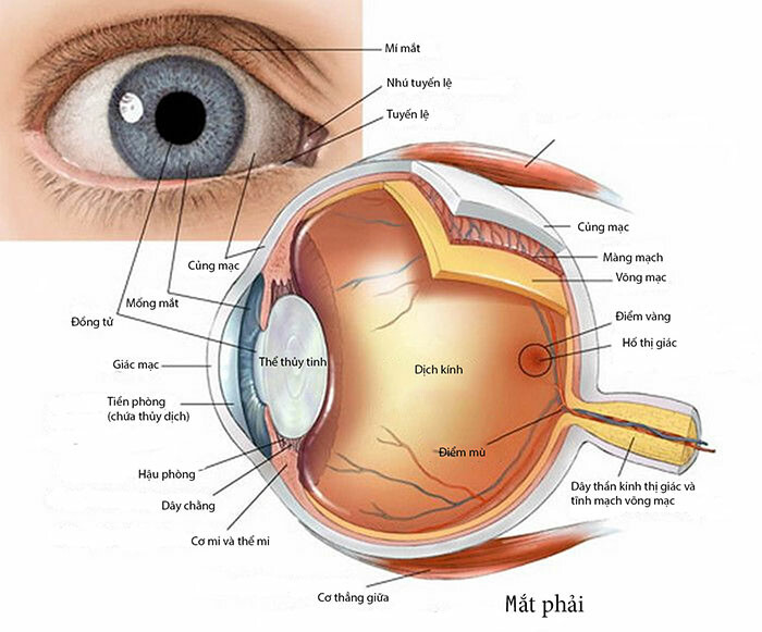 Cấu tạo các thành phần của nhãn cầu (nguồn salenoptic)