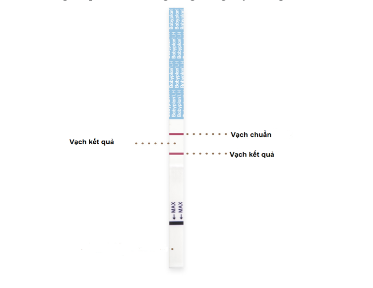 Que thử rụng trứng (nguồn https://babyplan.com/)