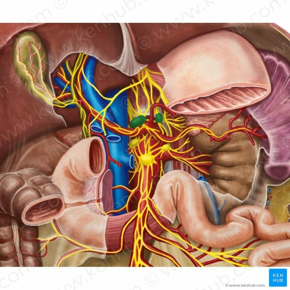 Dạ dày được chi phối bởi dây thần kinh phế vị (X) và đám rối thân tạng (T5-T12). Nguồn ảnh: kenhub.com
