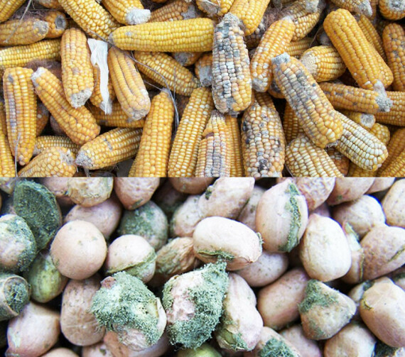 Các loại hạt bị mốc thường chứa aflatoxin tăng nguy cơ gây ung thư (Nguồn ảnh: umutihealth.com)