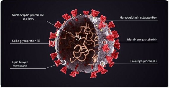 (Các loại Coronavirus có hình cầu gai. Nguồn: news-medical.net)