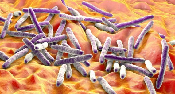 Vi khuẩn lao Mycobacterium Tuberculosis là nguyên nhân gây lao ruột. Nguồn: The Great Course Daily