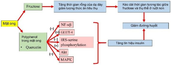 (Cơ chế mật ong ảnh hưởng đến insulin và đường huyết - nguồn: mdpi)   