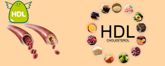 (HDL – cholesterol tốt giúp giảm nguy cơ các vấn đề về tim mạch)