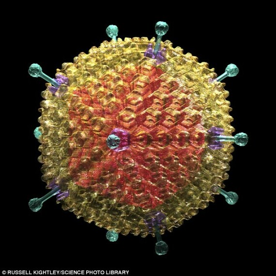 Virus gây béo phì Adenovirus ad-36. Nguồn ảnh: Dailymail