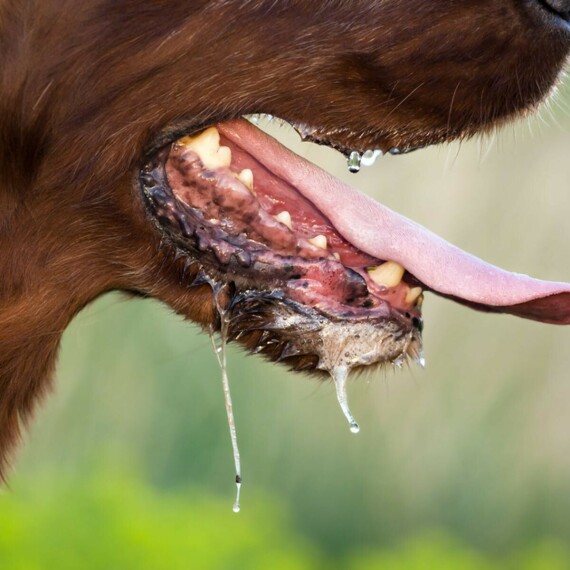 Sùi bọt mép, tăng tiết nước bọt là triệu chứng rất hay gặp ở chó bị bệnh dại. nguồn ảnh: https://theconversation.com/