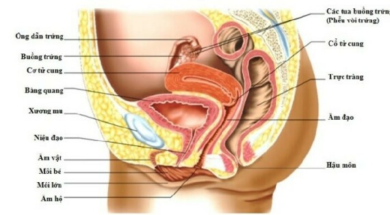 Giải phẫu bình thường ở nữ