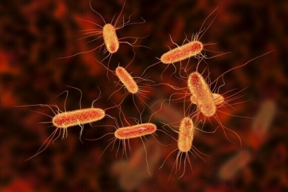 Vi khuẩn E.coli là một trong những nguyên nhân phổ biến gây tiêu chảy do nhiễm khuẩn. Nguồn ảnh: Familydoctor.org