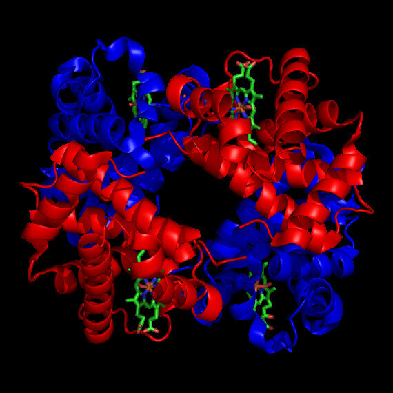 Cấu trúc phân tử hemoglobin. Nguồn ảnh: Wikipedia.com 