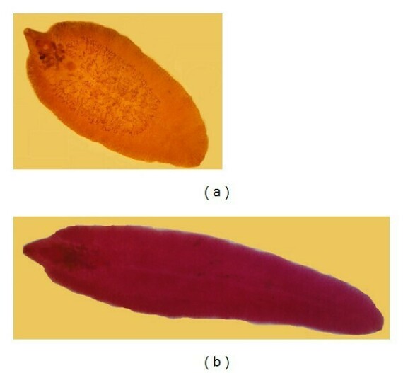 Fasciola hepatica (a) và Fasciola gigantica (b) (nguồn: https://www.researchgate.net/)