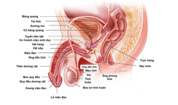 Giải phẫu các cơ quan sinh sản của nam giới