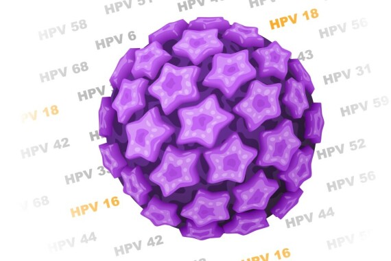 Virus HPV. Nguồn ảnh:www.thewellproject.org