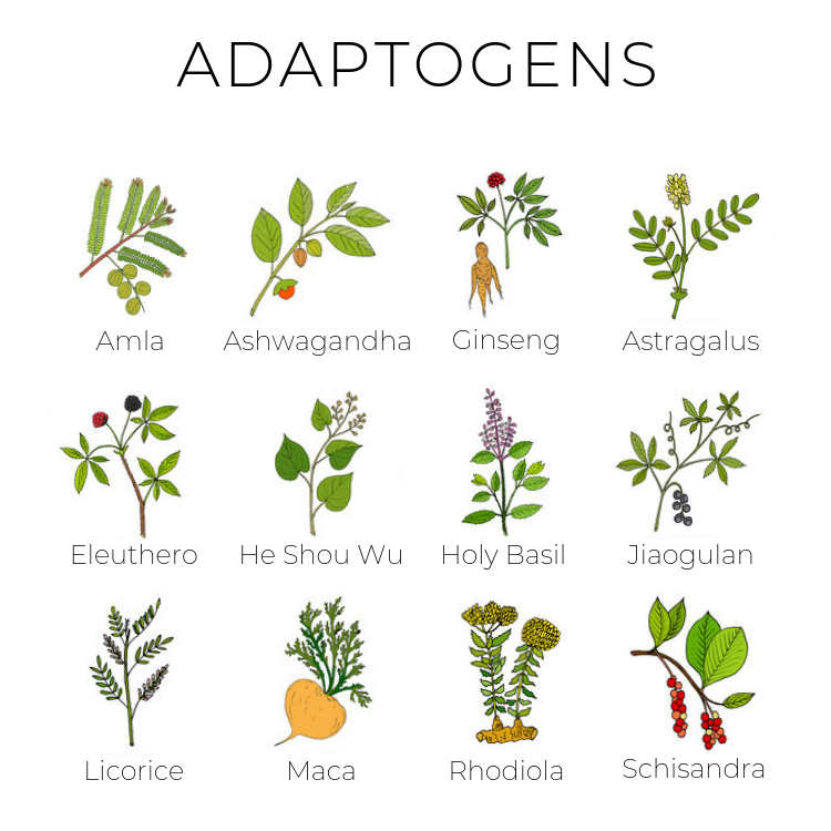 Các loại Adaptogens