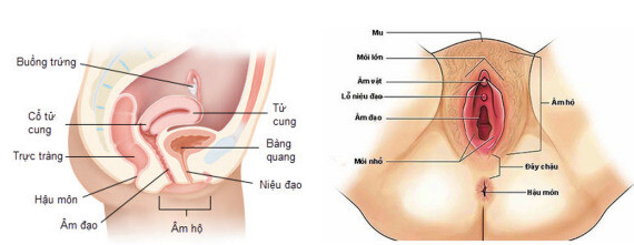Giải phẫu cơ quan sinh dục nữ (nguồn: pasteur.com.vn và youmed.vn )