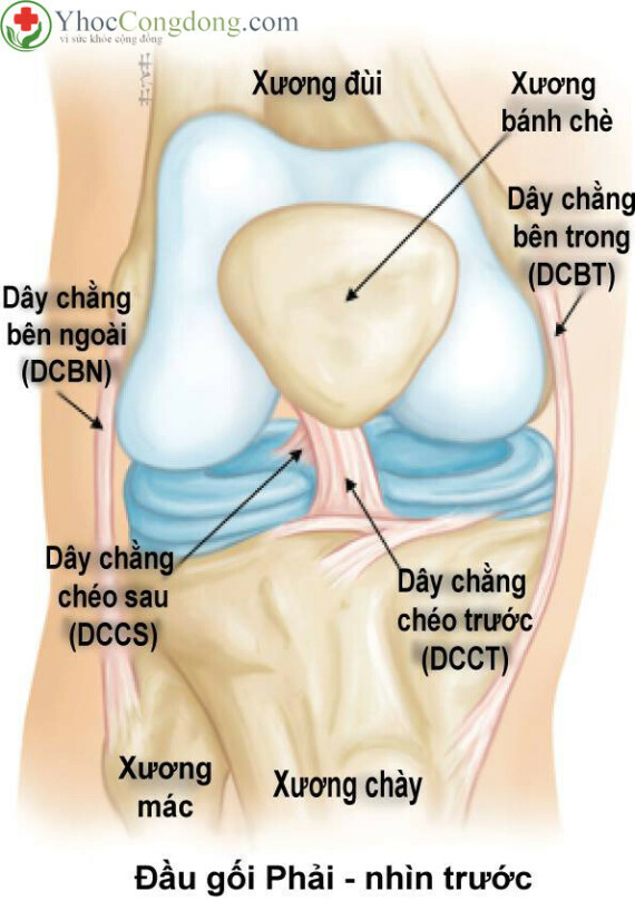 Giải phẫu khớp gối bình thường. Khớp gối được tạo thành từ xương, sụn, dây chằng và gân. (Nguồn ảnh orthoinfo.aaos.org)