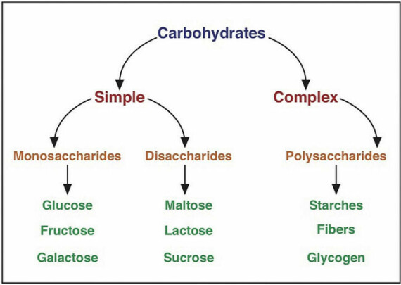Phân loại carbohydrats. Nguồn ảnh: https://med.libretexts.org/