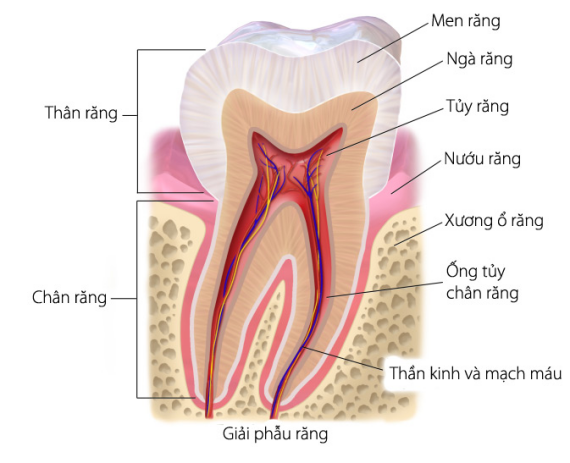 Cấu tạo thân răng có 3 lớp từ ngoài vào trong bao gồm: men răng, ngà răng, tủy răng.  (nguồn: nhakhoathammyanhdung.com)