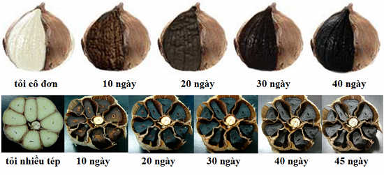 Quá trình lên men tỏi đen