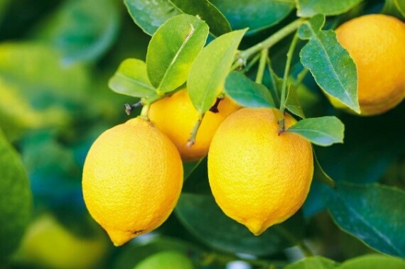  Chanh rất giàu vitamin C và chứa ít carbohydrat. Nguồn ảnh: britannica.com