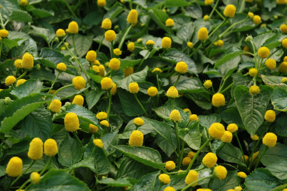 Hợp chất spilanthol của cúc áo hoa vàng có đặc tính chống viêm và khi nhai cũng gây ra cảm giác tê.   (nguồn:  pondplantsofamerica.com)