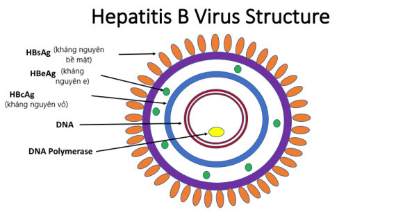 Các loại kháng nguyên của virus viêm gan B (nguồn: https://health.ucdavis.edu/)