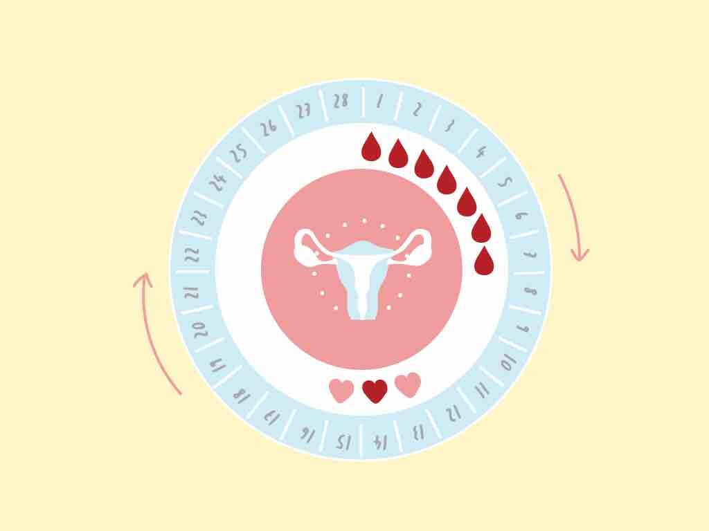 Đau vú có thể liên quan đến chu kỳ kinh nguyệt (Nguồn ảnh: Yesmom Fertility)