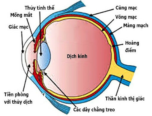 Giải phẫu mắt (Nguồn: bvdaihoc.com.vn)