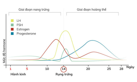 Thay đổi hormone trong chu kỳ kinh nguyệt làm thay đổi tính chất khí hư (nguồn ảnh: estrogen.vn) 