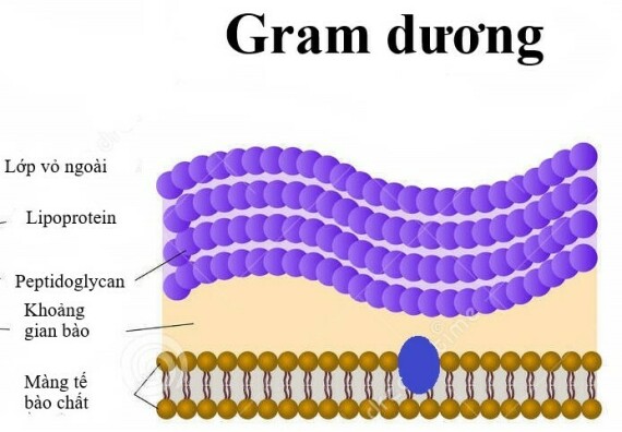 Cấu tạo của trực khuẩn gram dương, nguồn ảnh biologydictionary.net