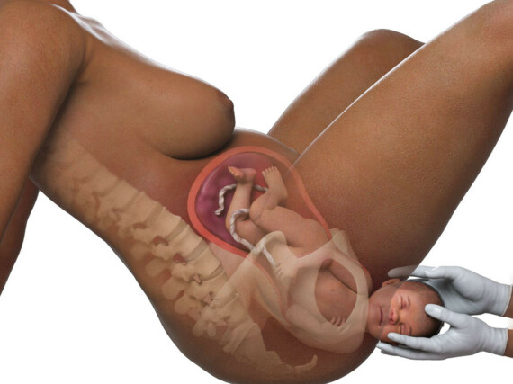 Mô phỏng quá trình sinh con. Nguồn: babycenter