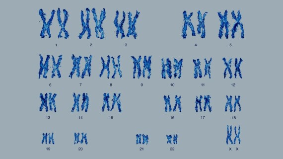 Con người có 23 cặp nhiễm sắc thể. Nguồn ảnh: Science