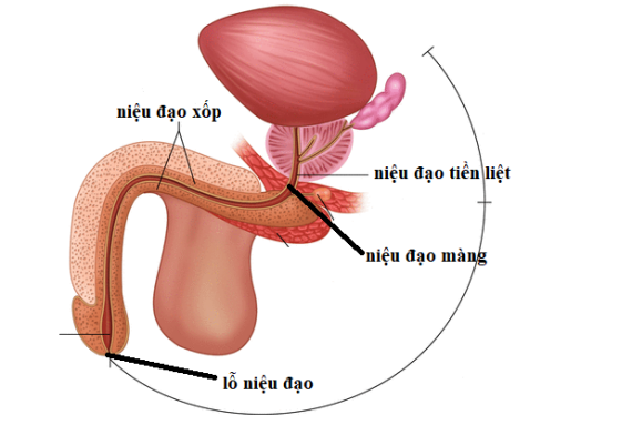 Giải phẫu niệu đạo. Nguồn ảnh: springerlink