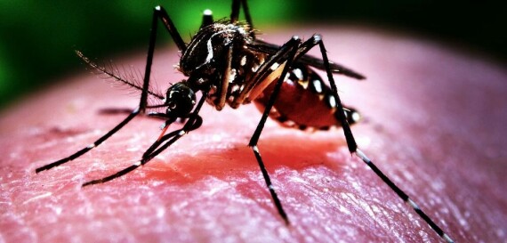 Muỗi Aedes aegypti (Nguồn pentamedica.com)