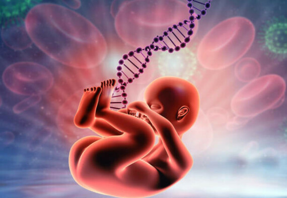 Minh họa quá trình phát triển thai nhi. Nguồn: iStock