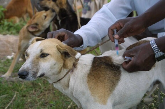 Tiêm vắc xin phòng bệnh dại định kỳ là biện pháp hữu hiệu để bảo vệ chó và người bị cho cắn. Nguồn ảnh: https://theconversation.com/ 