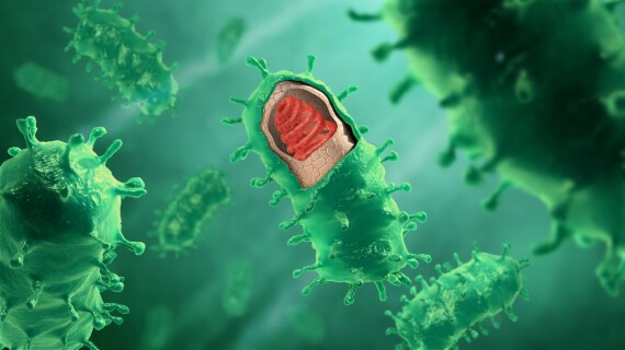 Virus dại lây truyền qua nước bọt dính trên các vết cắn gây ra bởi động vật nhiễm bệnh. Nguồn ảnh: Wikipedia