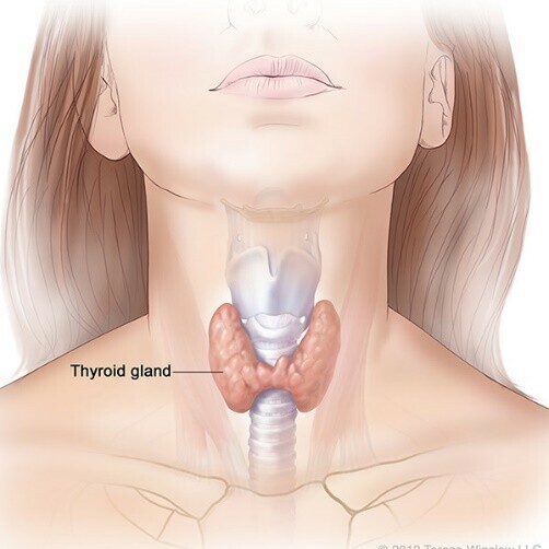 Tuyến giáp (nguồn: https://www.niddk.nih.gov/)