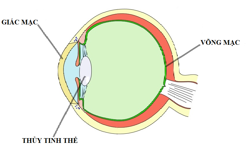 Cấu tạo của mắt. Nguồn ảnh: contactsadvice