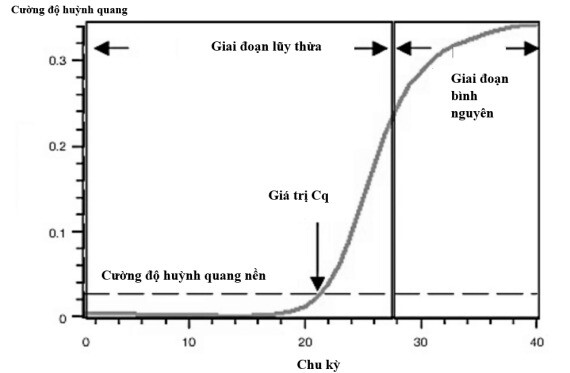 Biểu đồ khuếch đại cho thấy hai giai đoạn: lũy thừa và bình nguyên. Trong giai đoạn lũy thừa, lượng sản phẩm PCR tăng gấp đôi trong mỗi chu kỳ. Tuy nhiên, khi phản ứng tiếp tục, các thành phần phản ứng bị tiêu hao và cuối cùng cạn kiệt. Tại thời điểm này, phản ứng chậm lại và đi vào giai đoạn bình nguyên (chu kỳ 28–40, Hình 1).