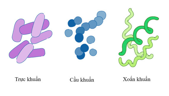 Các loại vi khuẩn, nguồn ảnh sciencing.com