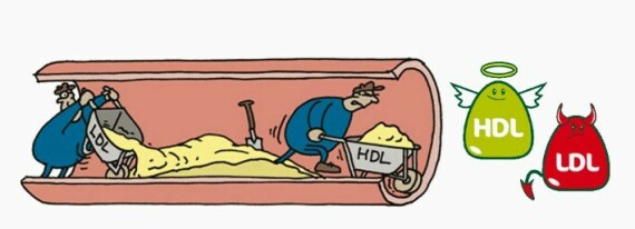 Hình ảnh mô phỏng chức năng của HDL và LDL cholesterol trong cơ thể. Nguồn ảnh: Weebly