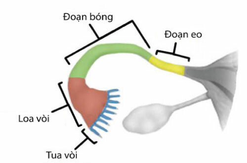 Các đoạn của ống dẫn trứng