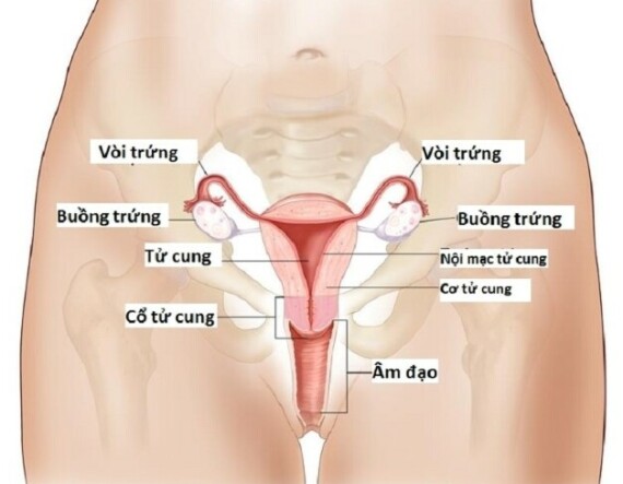 Hình ảnh giải phẫu cơ quan sinh dục nữ. Nguồn: Bệnh viện Thu Cúc