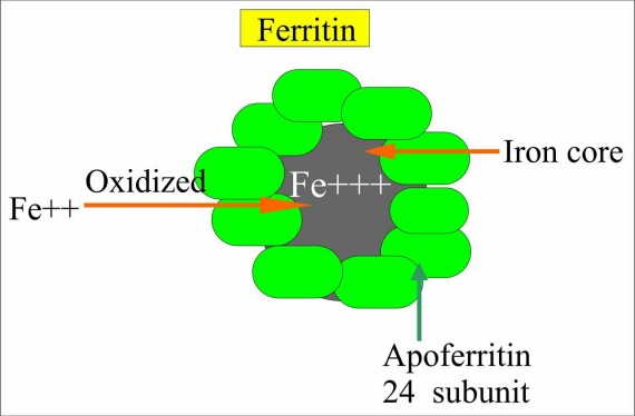 Ferritin là một protein chính giúp dự trữ sắt trong cơ thể. Nguồn ảnh: dietetycy.org.pl