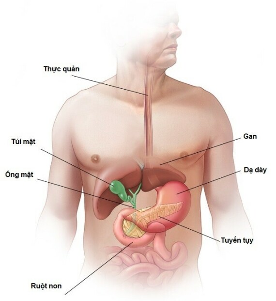 Tuyền tụy trong hệ thống tiêu hóa (Nguồn ảnh mayoclinic.org)