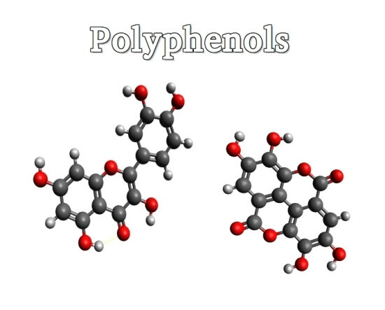 Polyphenol, chất chống oxy hoá chính trong trà hoa hồng, nguồn ảnh mdpi.com
